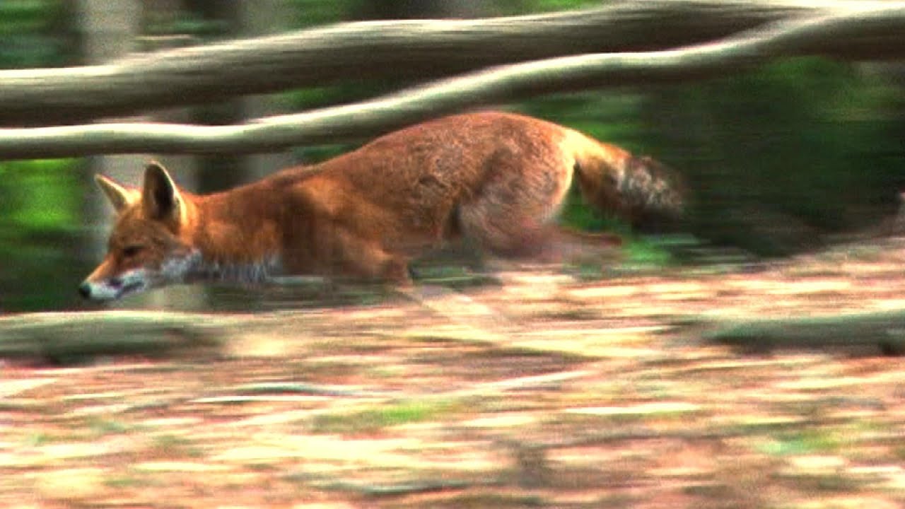 Roy calls - foxes come