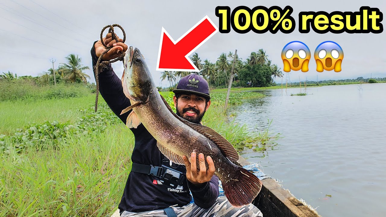 💥കുട്ടനാട്ടിലെ വാഹ.. ഒരു ഒന്നൊന്നര മീൻ | kerala snakehead fishing and cooking