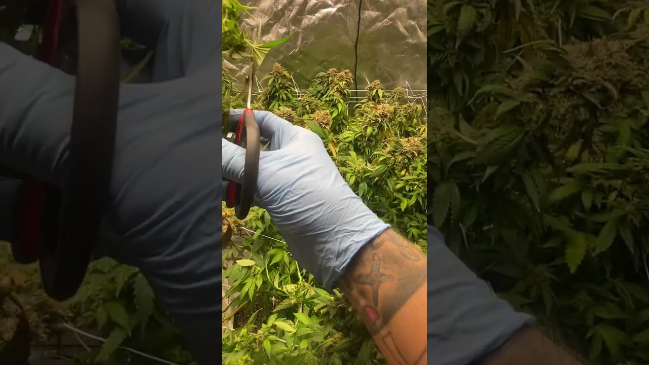 HARVEST: Gelato Kush