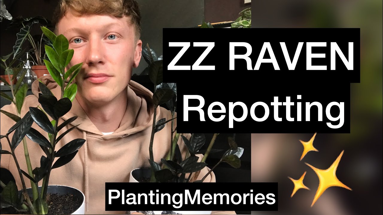ZZ RAVEN | Dividing and repotting