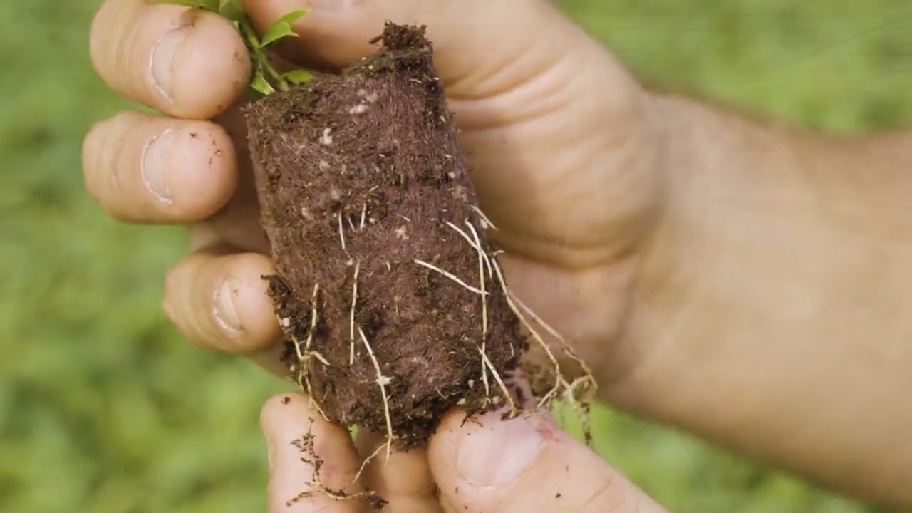 VITROPLANT 2024 Italiano