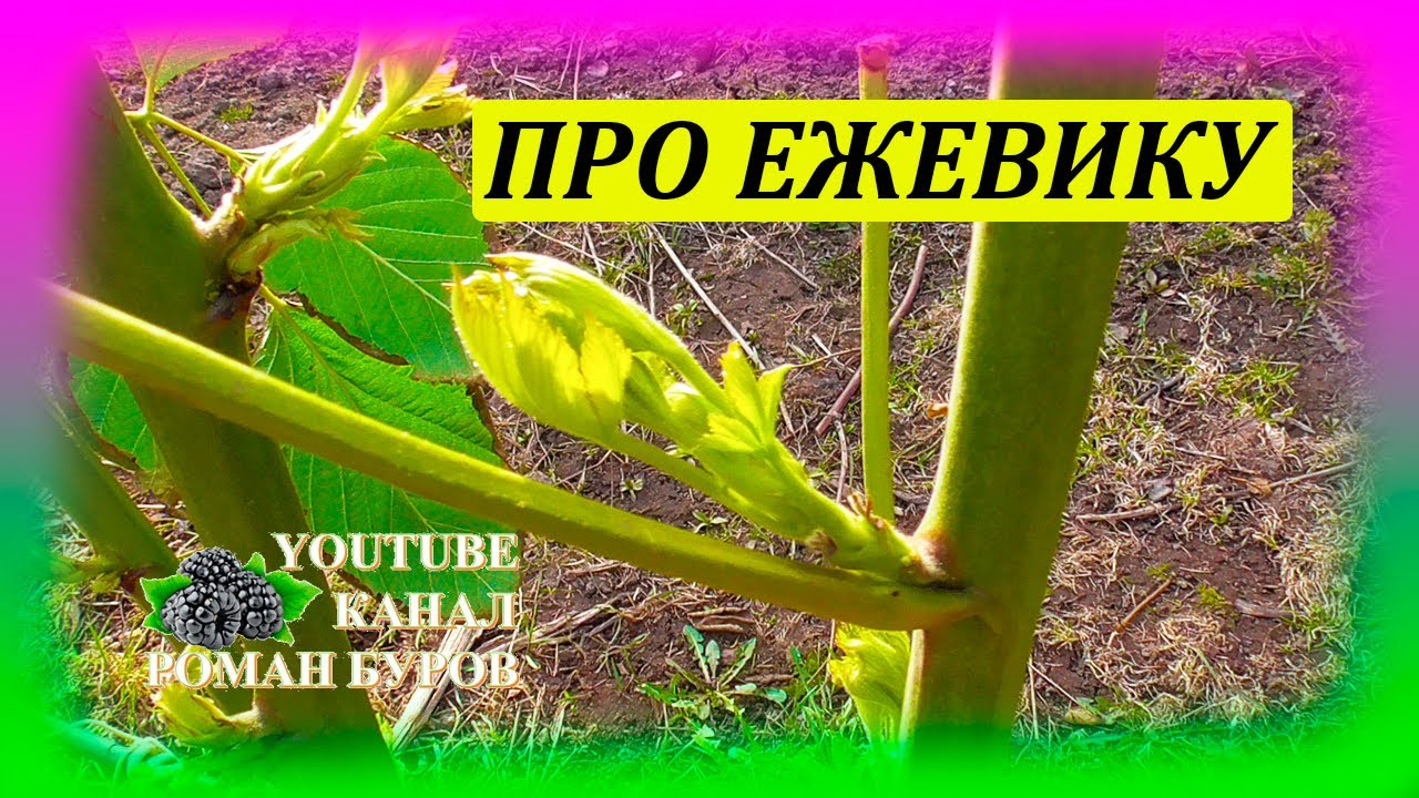 Когда снимать зимнее укрытие с ЕЖЕВИКИ. Как закрепить стебли ежевики на шпалере. Выращивание ежевики