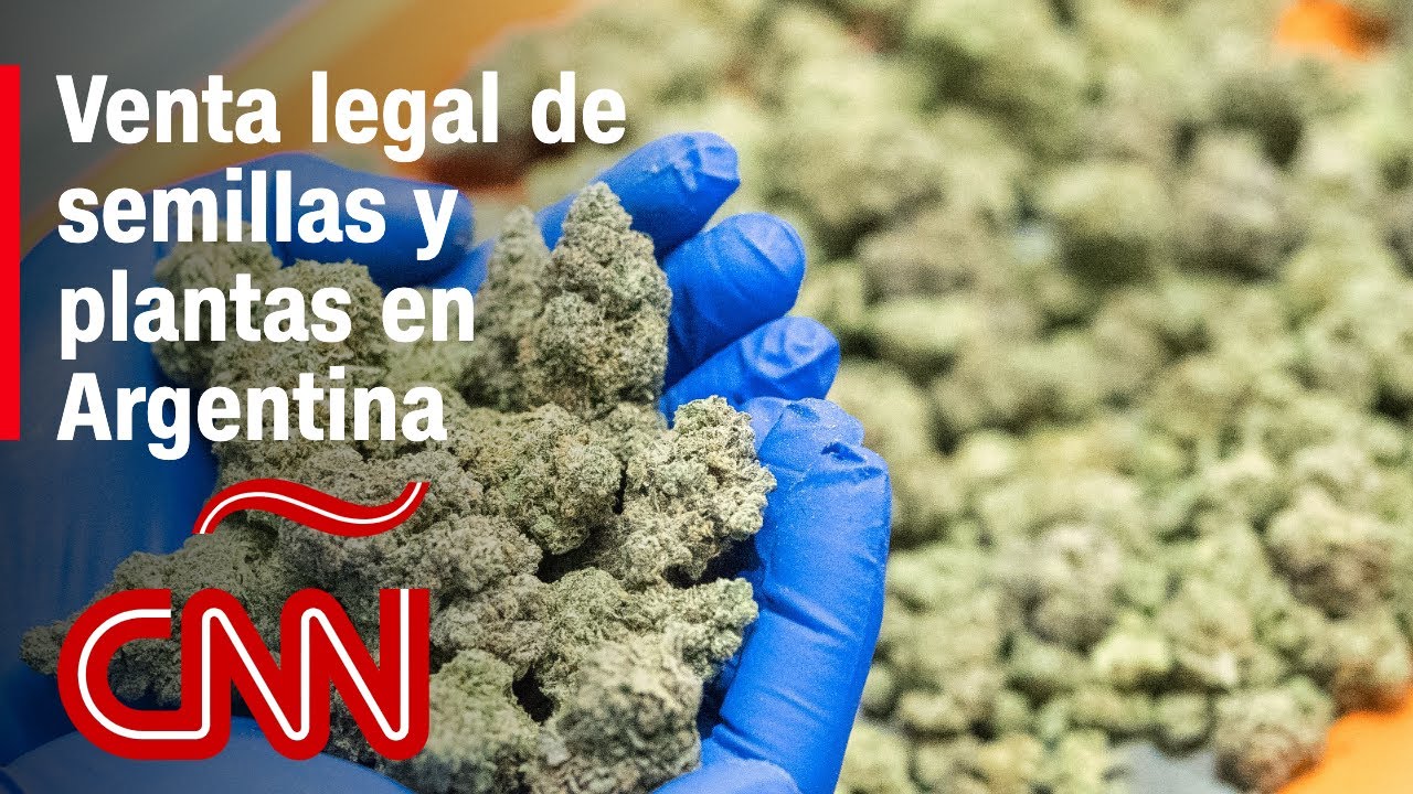 Argentina comienza la venta legal de semillas y plantas de cannabis