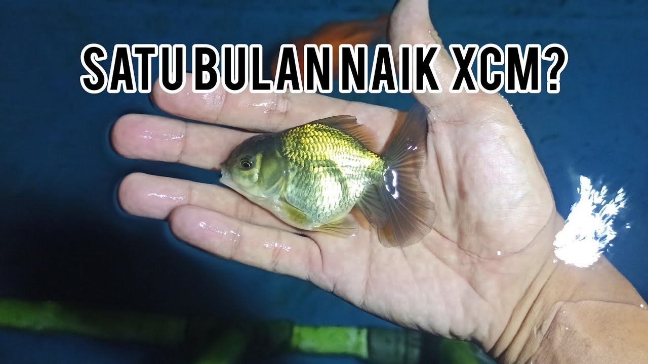 KEEPING CONTEST MAGELANG GOLDFISH COMMUNITY | BULAN KE-1