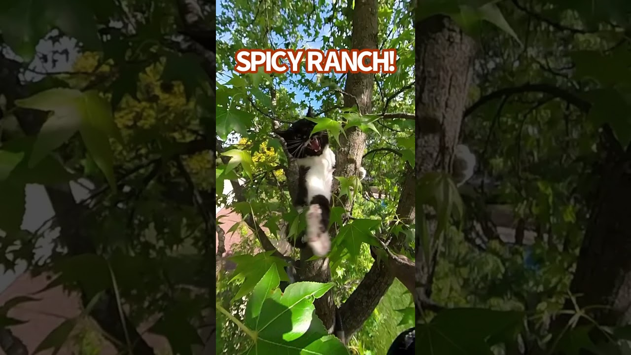Cat in a tree rescue - Dolly
