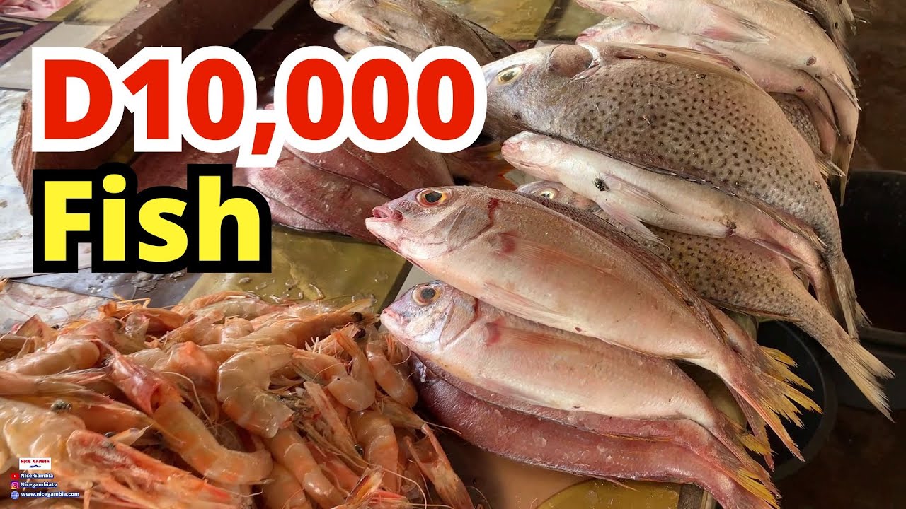 Why is fish so expensive in The Gambia