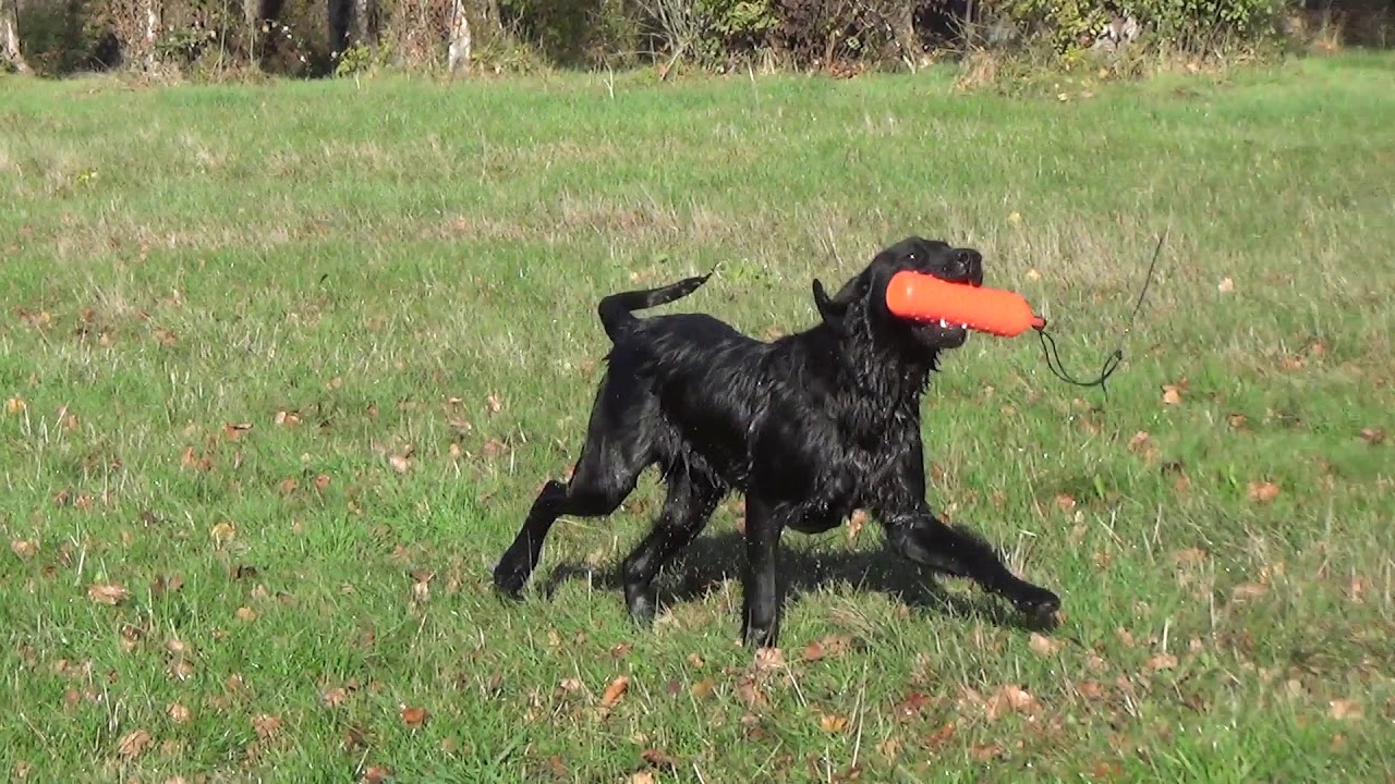 Connivence Rio - Labrador de Travail