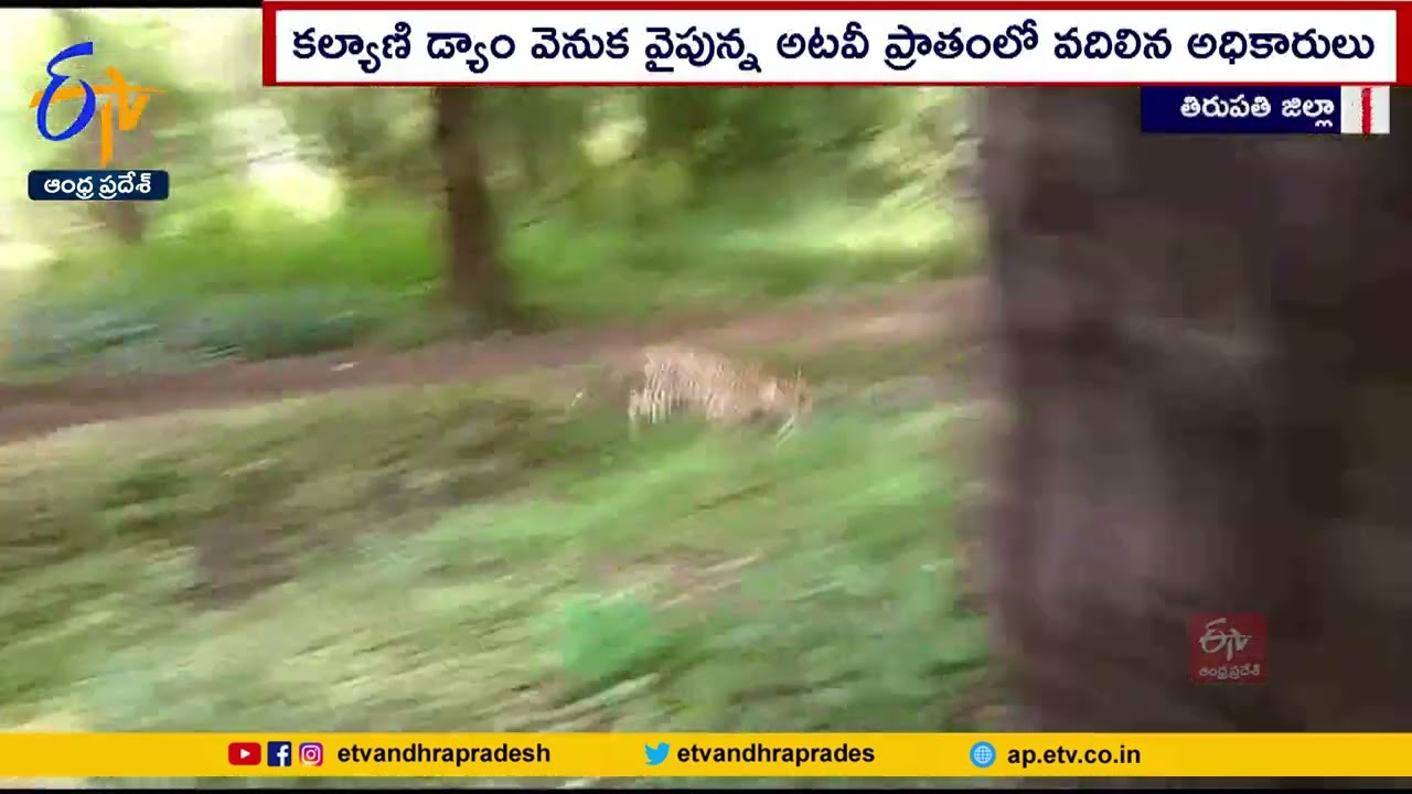 Leopard Caught on Tirumala | బాలుడిపై దాడిచేసిన చిరుతను వదిలేసిన అధికారులు