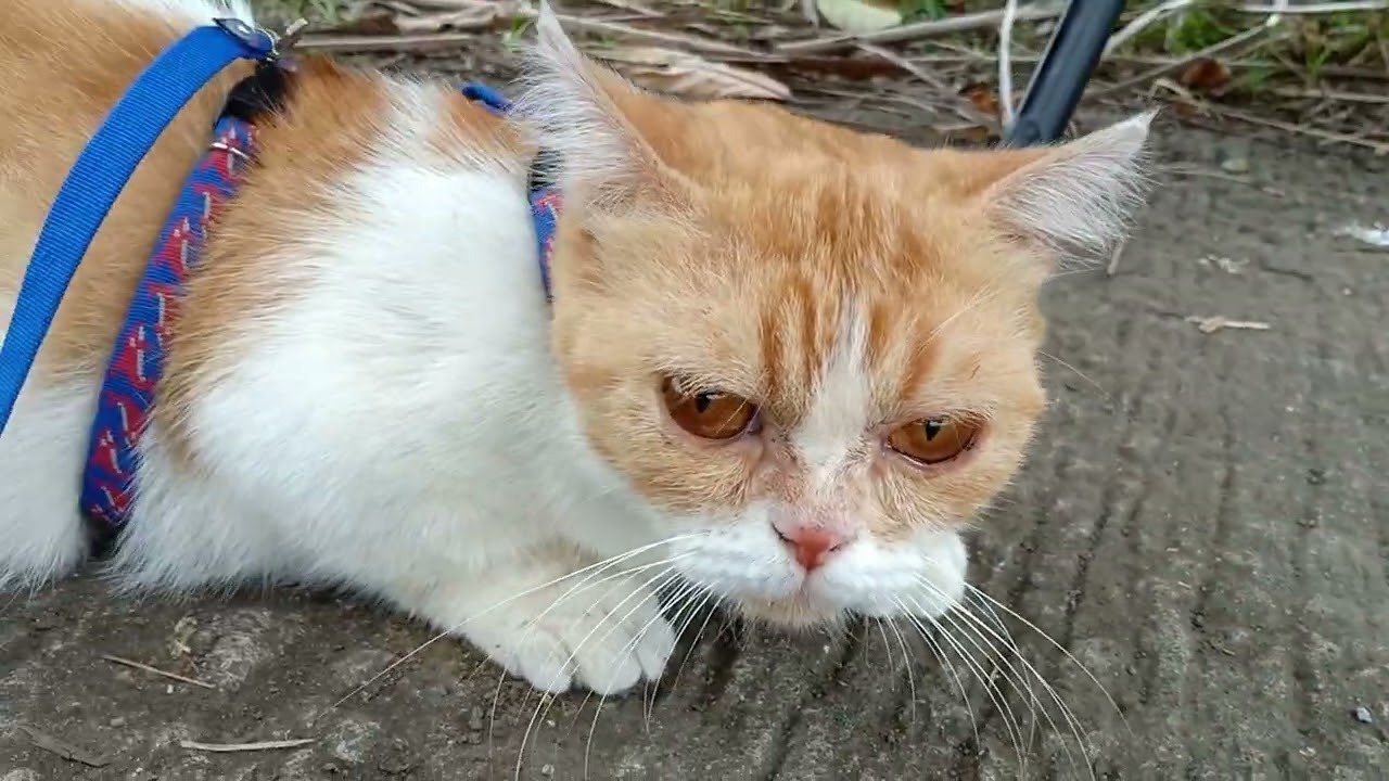 かわいい猫