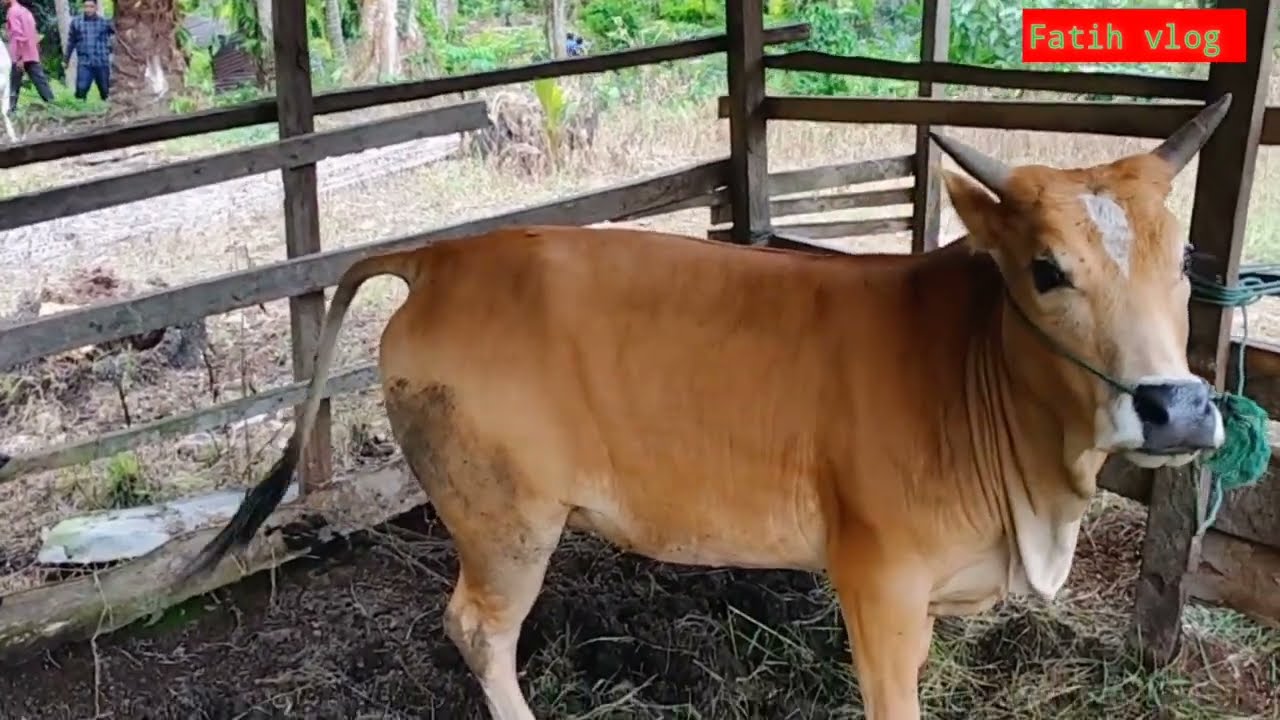 begini tahap awal, ciri ciri Sapi dara memasuki masa birahi!!.