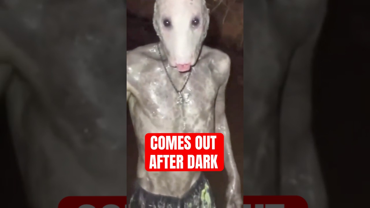 4 Worst Animal Encounters At Night