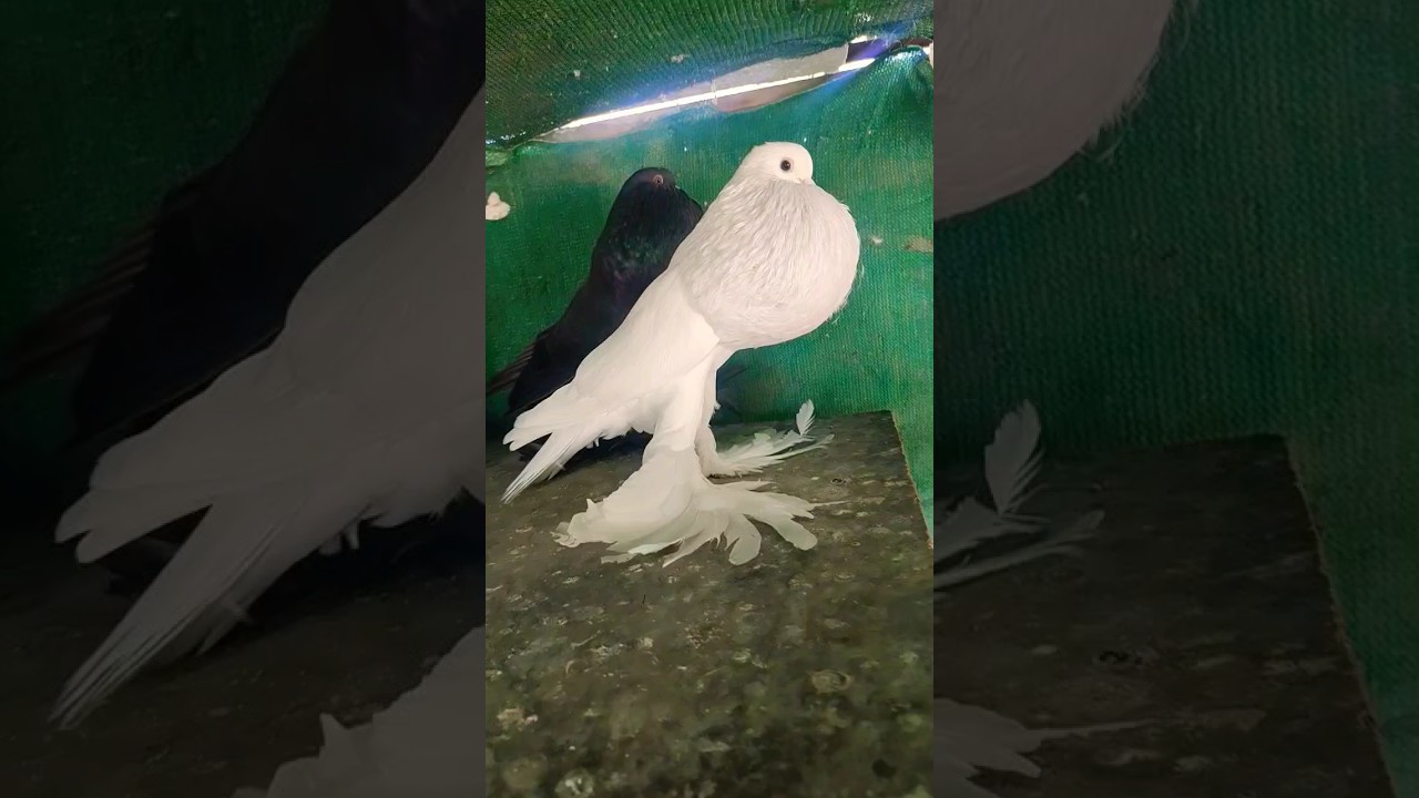 white Pomeranian pouter pigeons #pouter #whitepigeon #pouterpigeon #homingpigeons #fancypigeon
