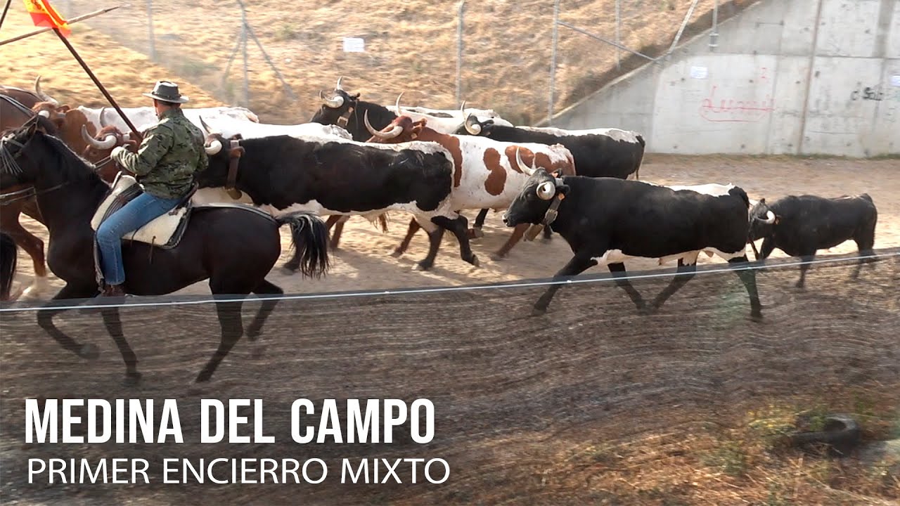 Medina del Campo 2025 Primer Encierro Mixto con Toros Bravos