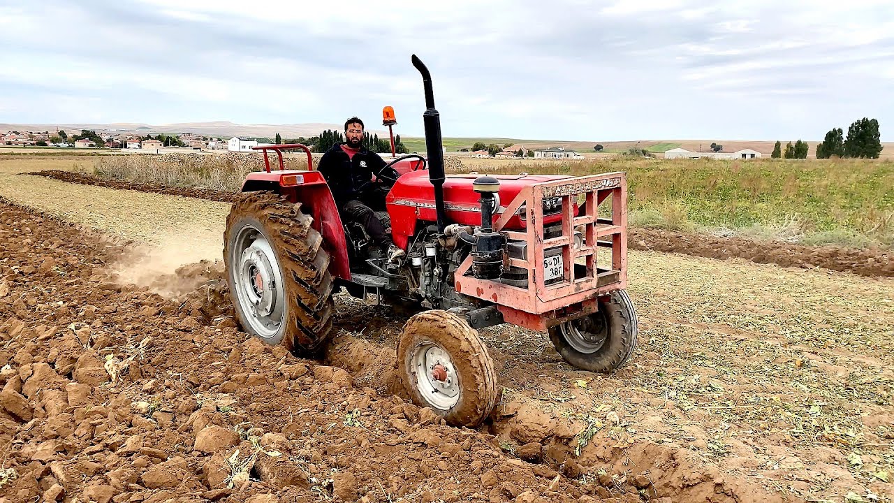 Zorlu Şartlar Pancar Yeri Sürümü Massey Ferguson 188 GÜCÜÜ !!
