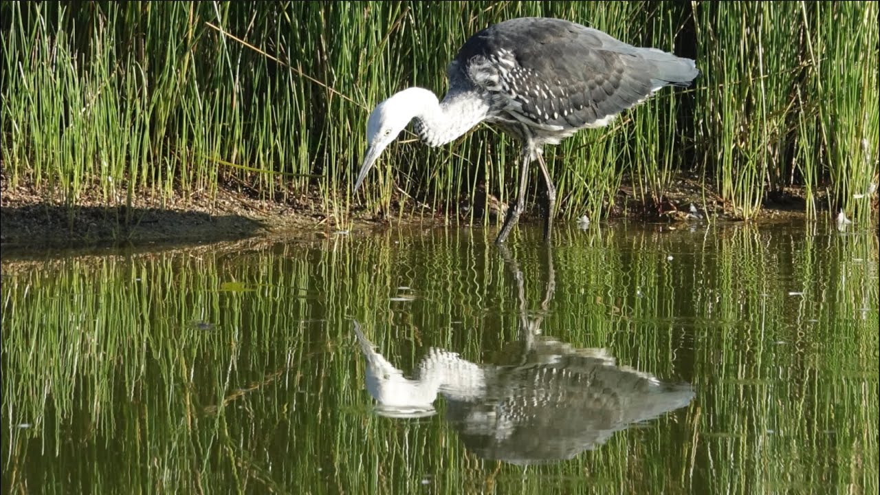 Amazing Birds @Tidbinbilla Nature Reserve, Canberra