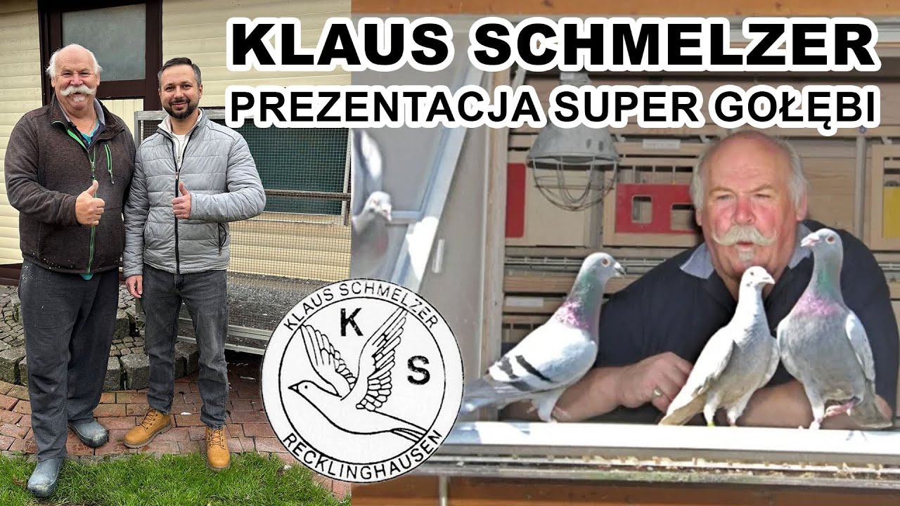 Klaus Schmelzer - aukcja gołębi. m.in. Gebr. Leideman, Rene Vervoort itd.