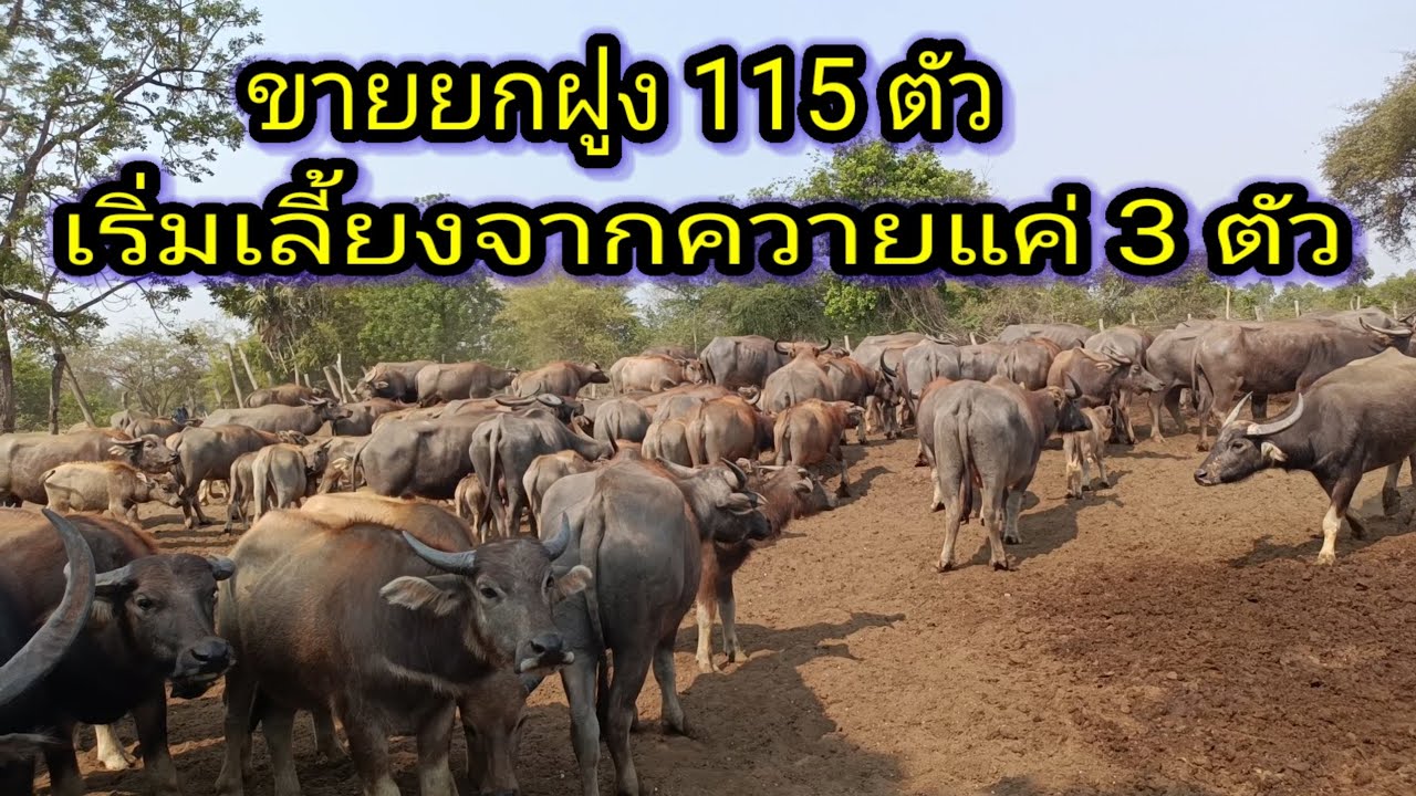 ขายยกฝูง115 ตัว พี่รัน 061-159-3852#ควาย#ควายงาม #ควายไทย#ควายแม่พันธุ์#ขายควาย#ควายไทยสายพัฒนา