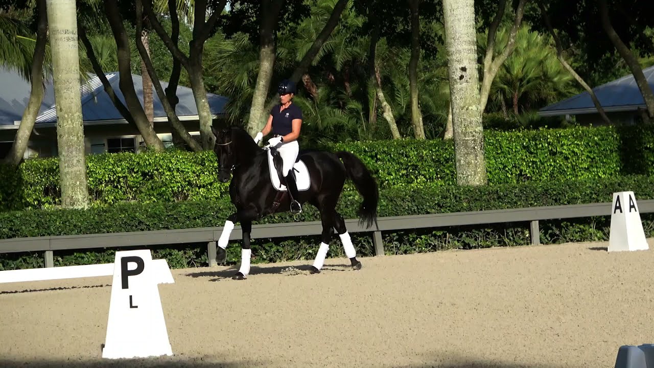 Van Vivaldi 1286 stallion show 2021