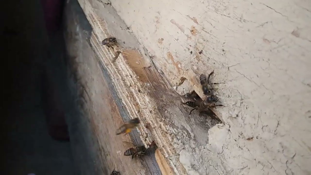 Wild bees 🐝🐝 with pollen 🐝🐝