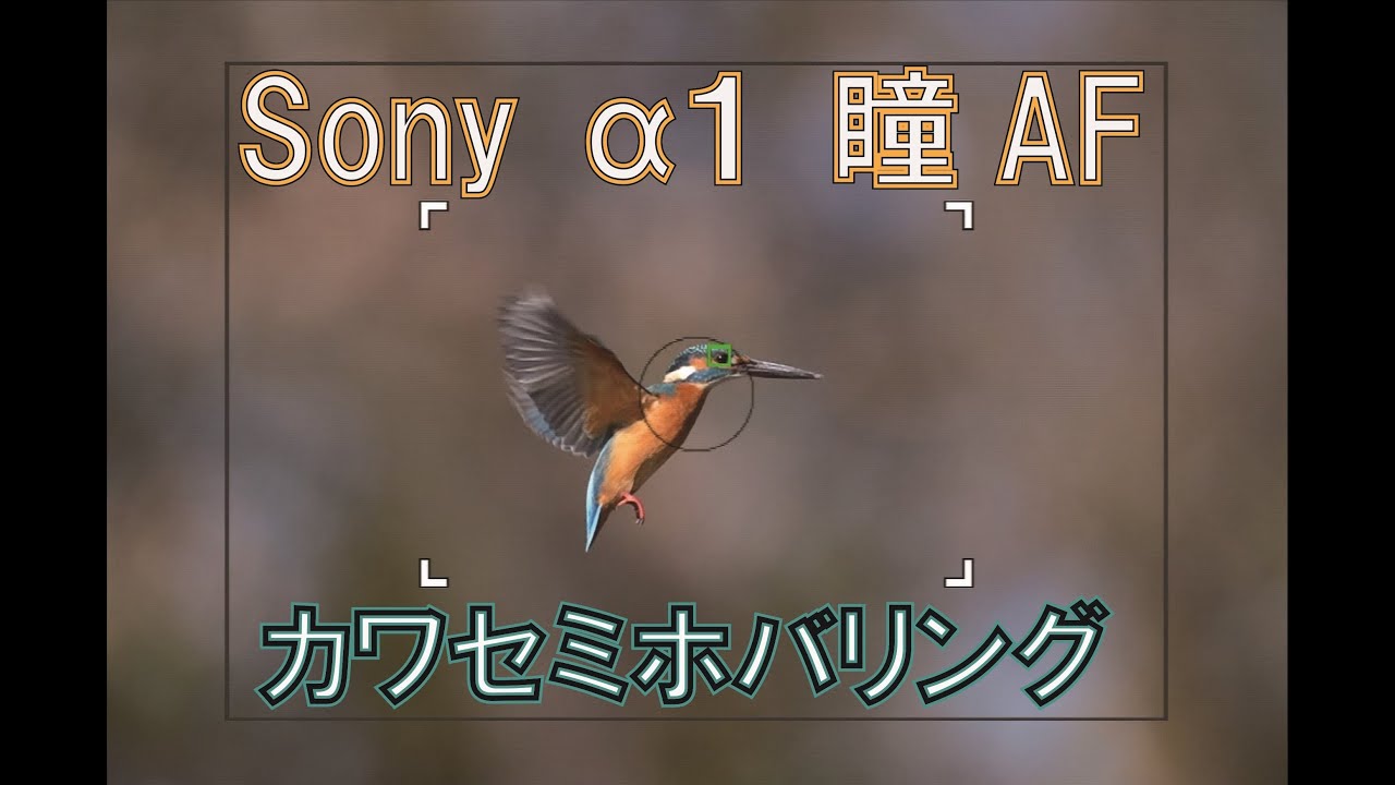 SONY &alpha;１ 鳥瞳ＡＦ カワセミホバリング