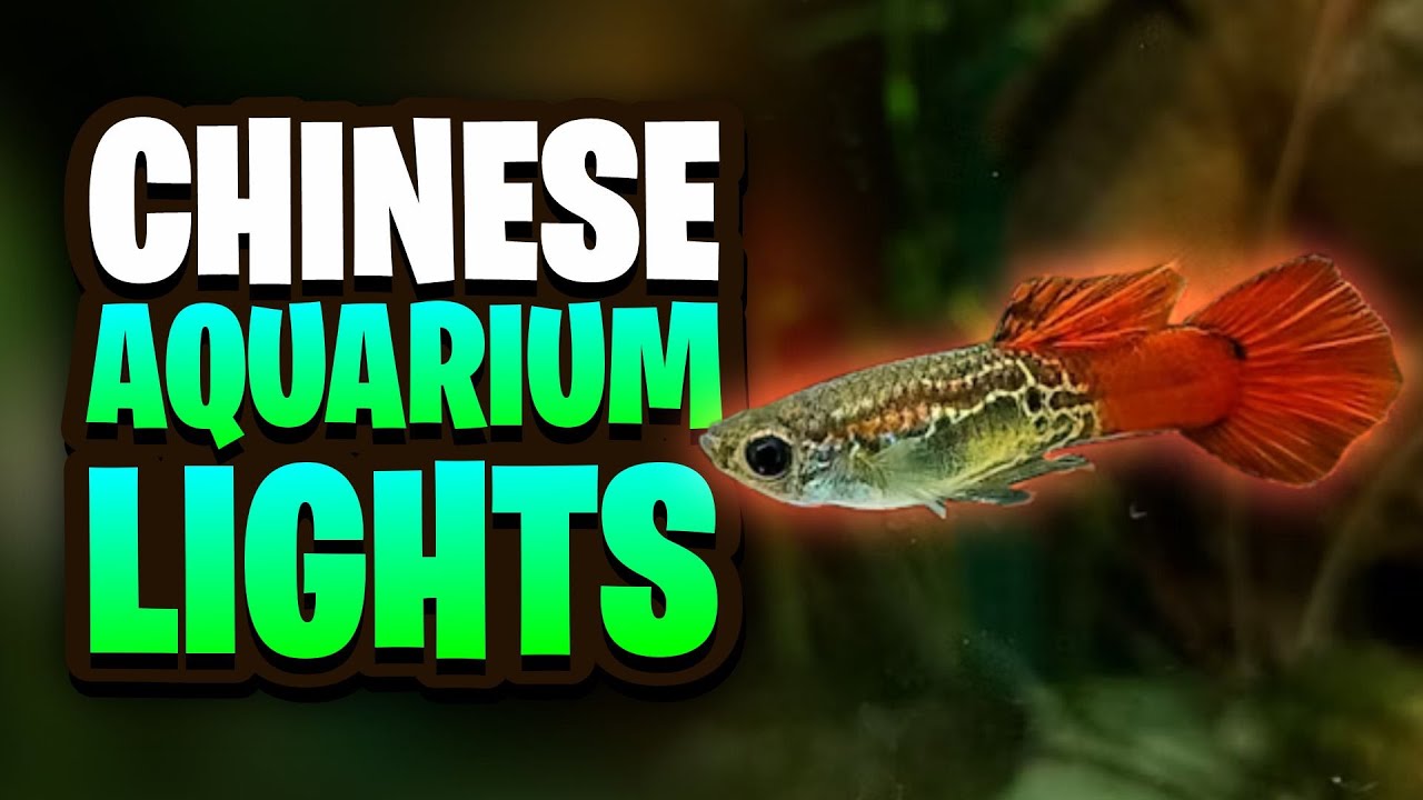 Are Chinese Aquarium Lights Worth It? My Experiences And Results!
