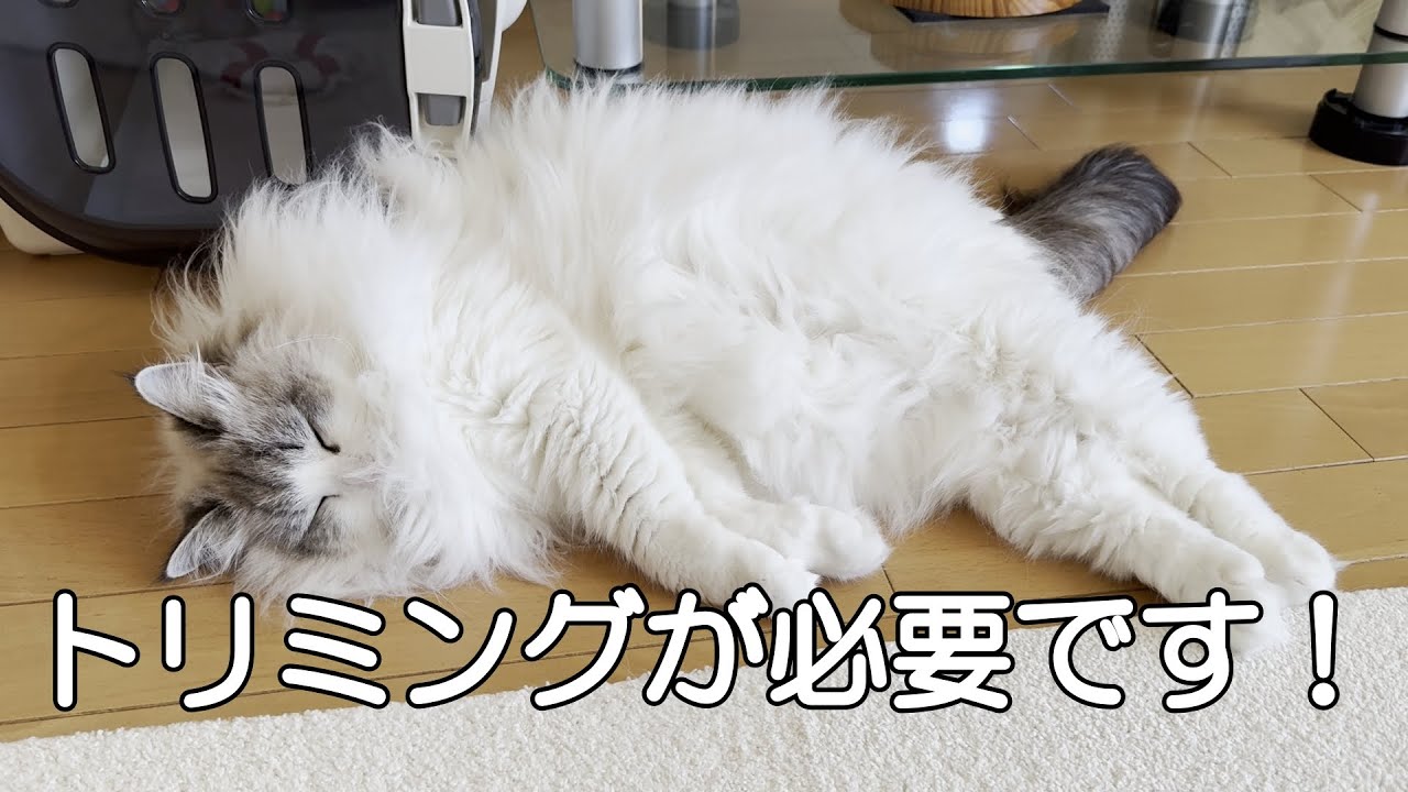 今回は秘策を使って、あっという間にトリミングサロンに連れて行くことができました！