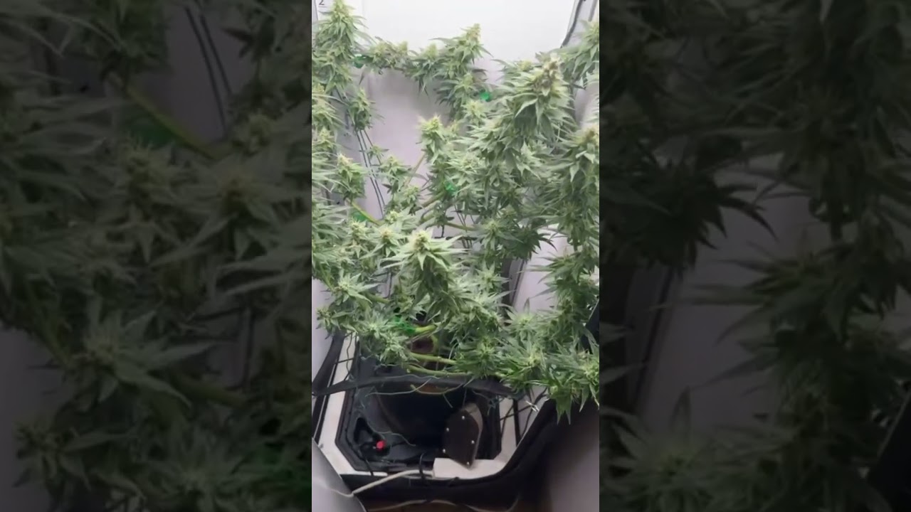 Lemon Skunk Flowering day 40 #growing #cannabis #deutschland #indoorgardening