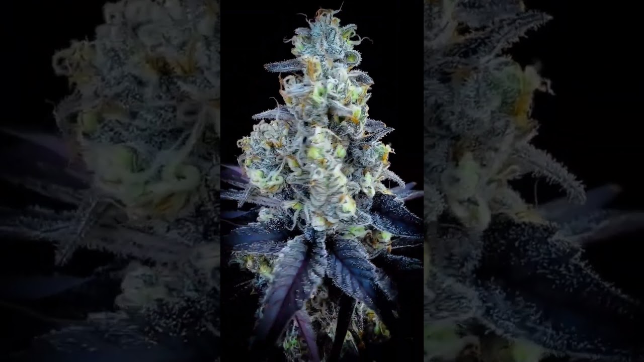 Joyride🔥🔥 (Jet Fuel Gelato x Garlicane)