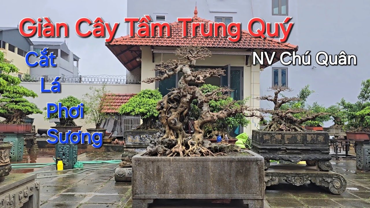 GIÀN CÂY TẦM TRUNG QUÝ mới làm xong , AI NHÌN CŨNG PHẢI GIẬT MÌNH * NV Chú QUÂN- đt : 0988936862 .
