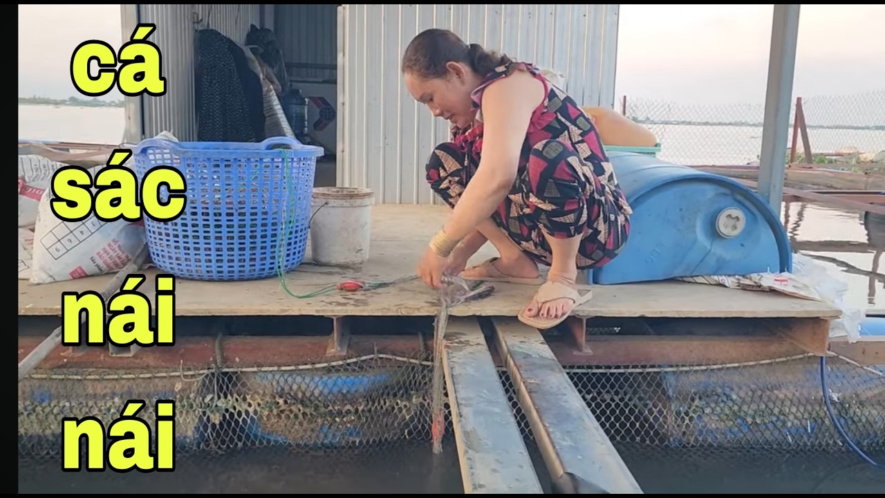 Cùng Cô 3 Xinh Đẹp Đi Thăm Lưới Cá Sác Ở Sông Tiền # SĂN BẮT ĐỒNG THÁP #