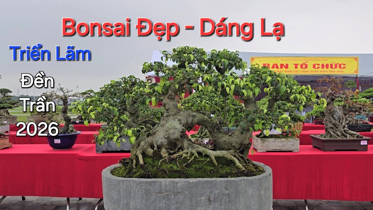 BẮT GẶP 2 TP BONSAI ĐẸP của em DƯƠNG Hải Hậu tham dự TL ĐỀN TRẦN NAM ĐỊNH 2026 .