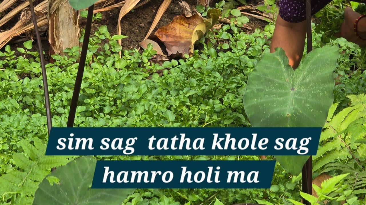 Hariyo sim sag tatha khole sag