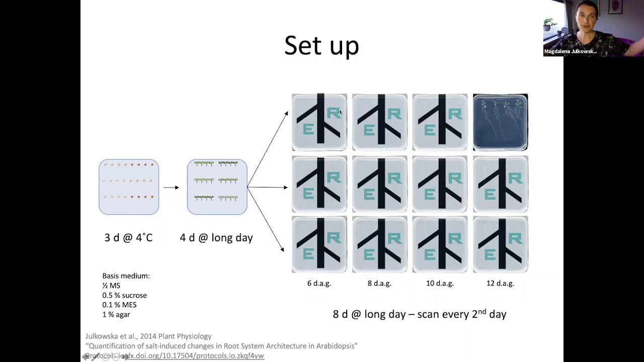Magdalena Julkowski: Salt stress induced changes in plant architecture: from old genes to new leads
