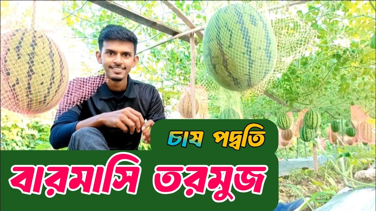 বারমাসি তরমুজ চাষ করুন সঠিক নিয়মে