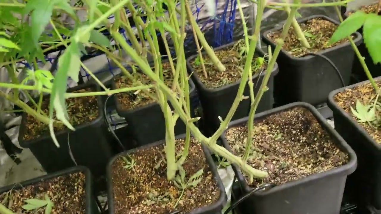 Strawberry 🍓 Cough Grow - Week 4 of Flower 🌼