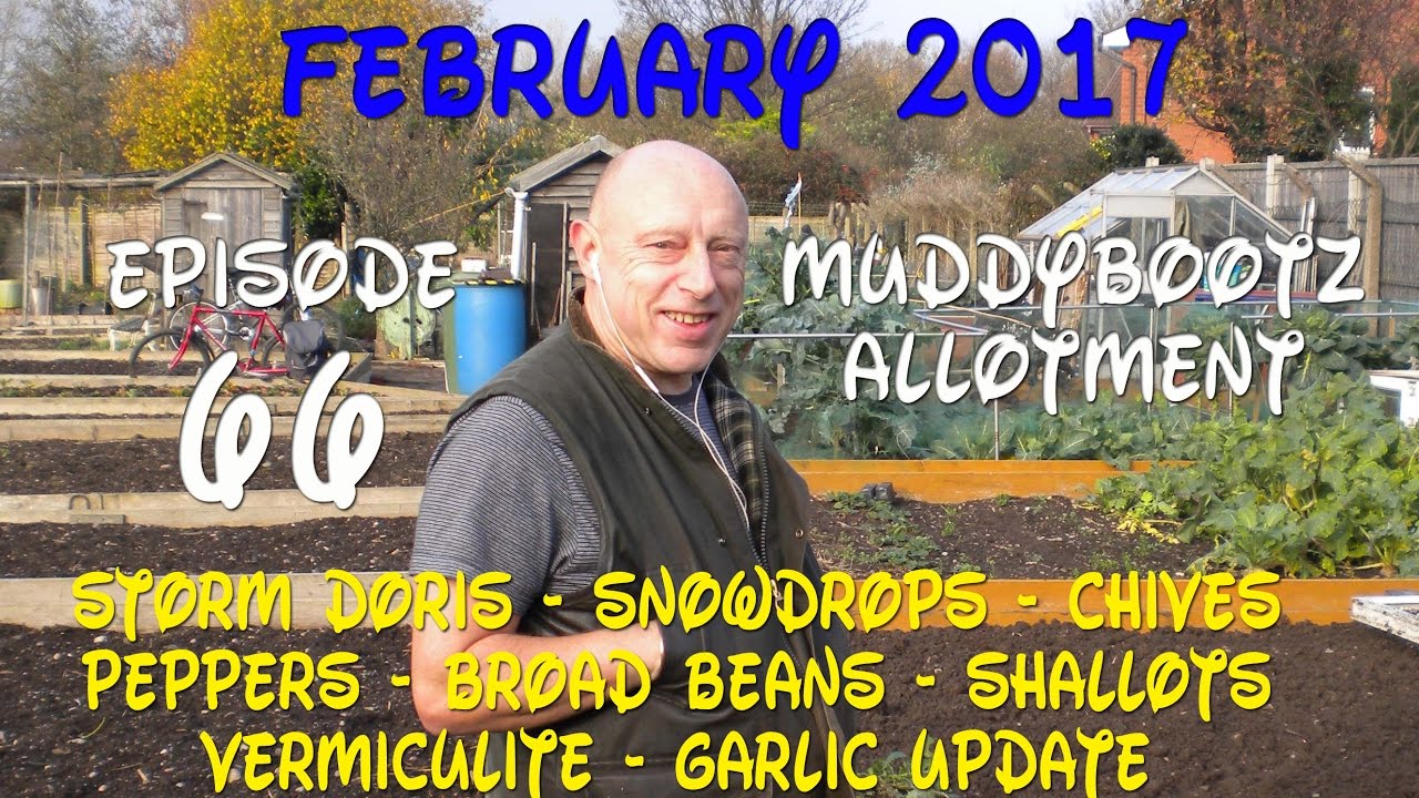 MuddyBootz Allotment #66 - Storm Doris - Sowing Shallots, Peppers, Chives, Broad Beans.