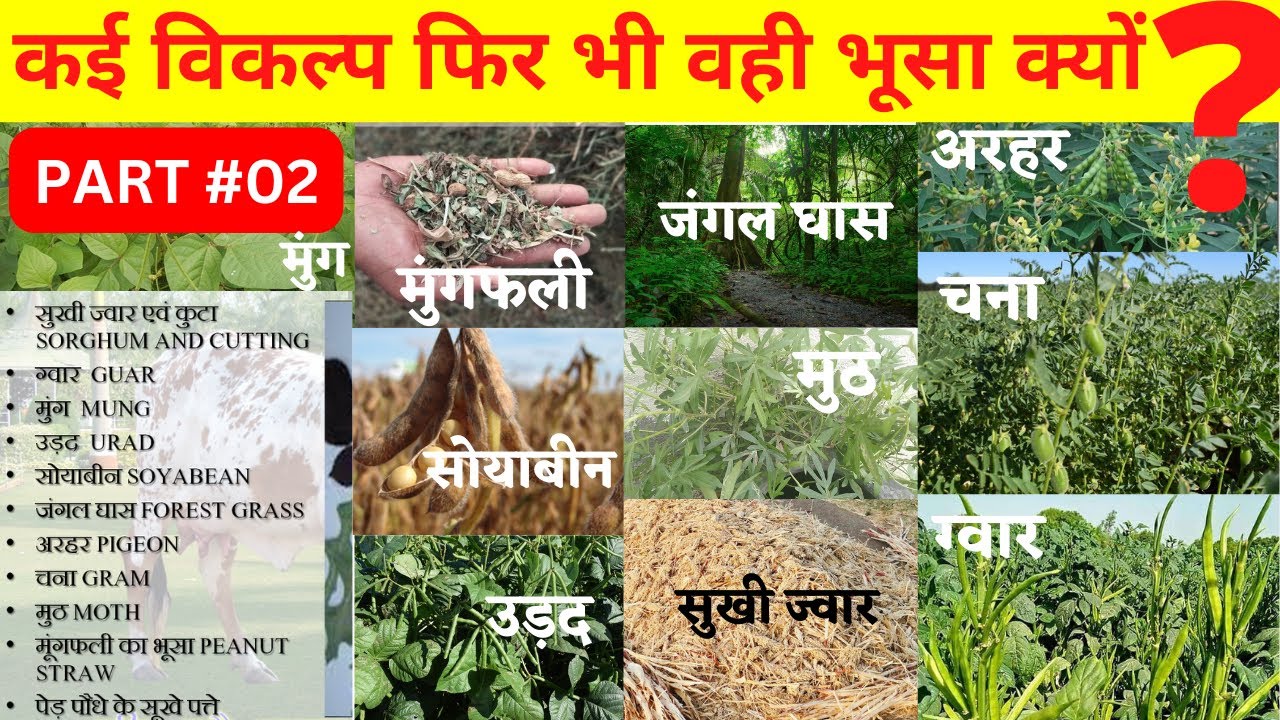 Best Variety of Dry Fodder for Gir and other Cattle - Benefits Side Effects