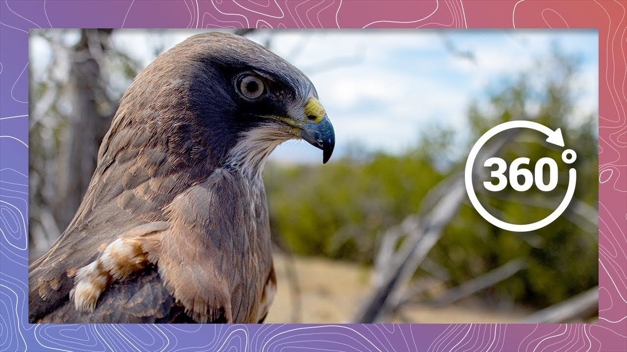 European Buzzard Education with Nature's Educators | Wildlife in 360 VR