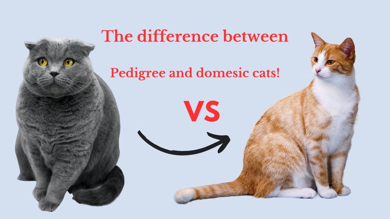 Exploring Contrasts: Domestic Cats vs. Pedigree Cats - Unveiling the Differences