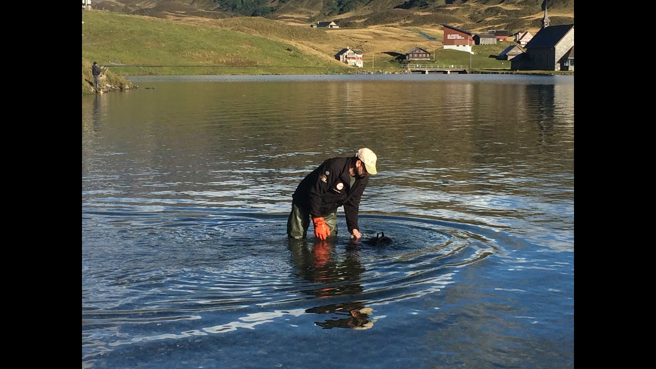 Fischbesatz Melchsee Frutt