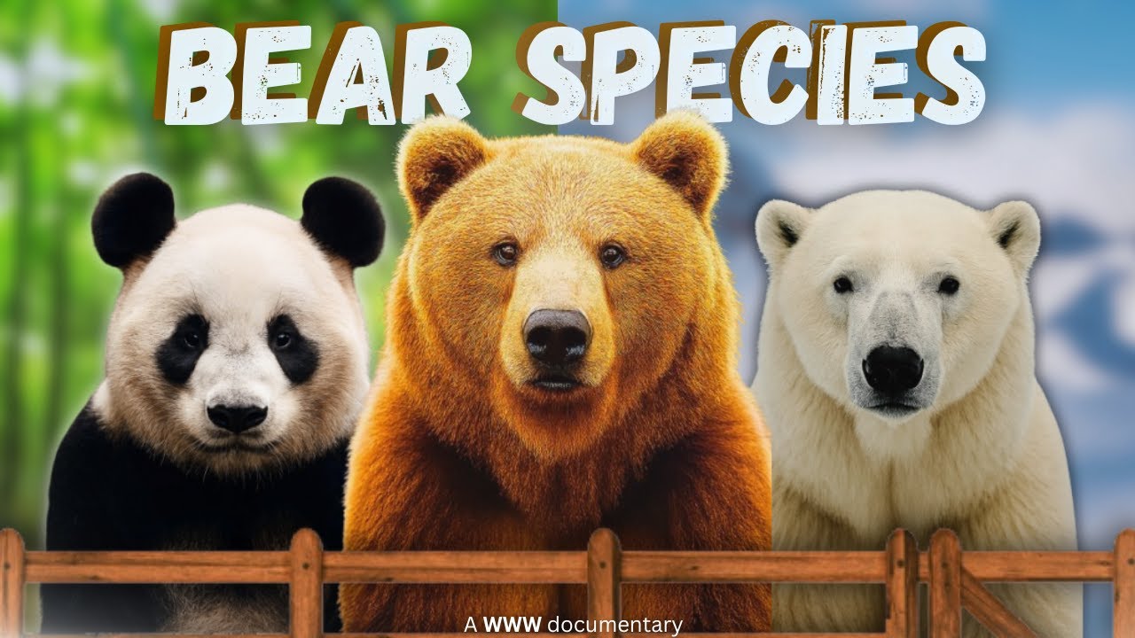 What Makes These 8 Bear Species So Wildly Unique? | Wild Wide Web