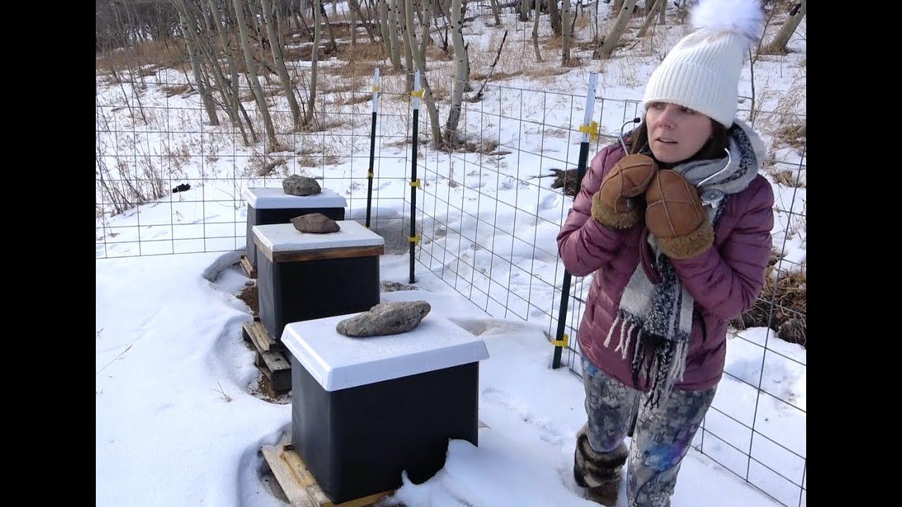 Zero Life Signs at the Beehives. Is this Normal for Winter?