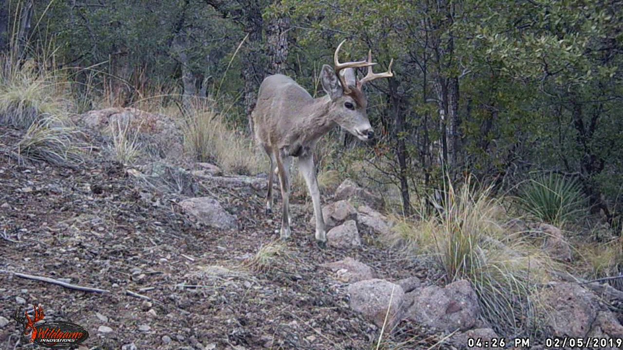 Trail Cam Journey Episode 4: Coues in the Oaks