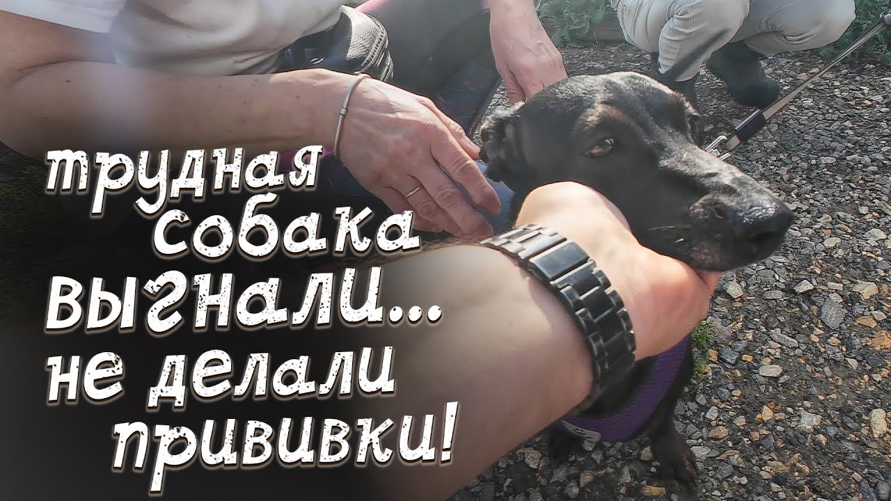 Ему даже не делали прививки...Девушка отказалась от своей собаки?
