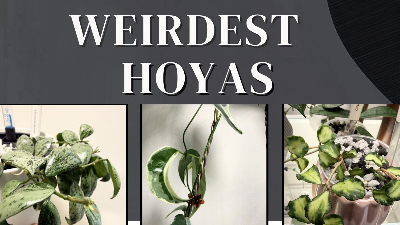 5 Weirdest Hoya Leaves in My Collection
