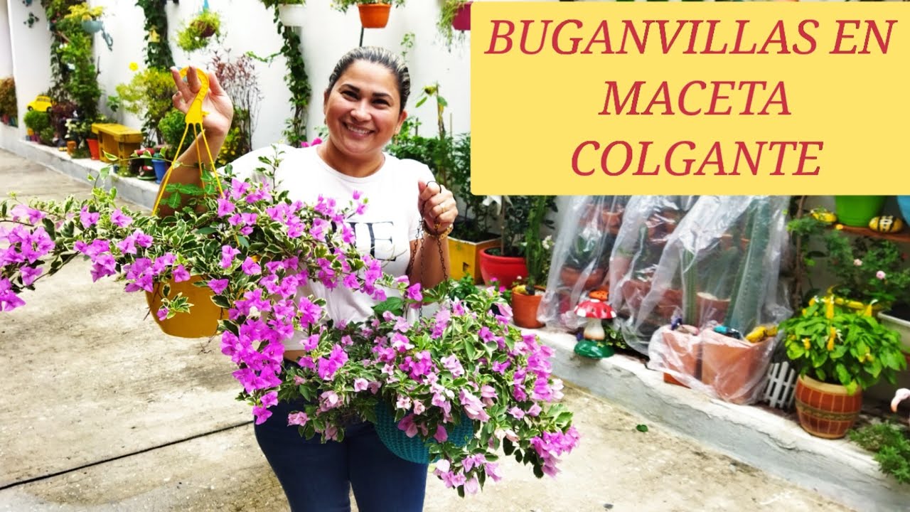 BUGANVILLAS EN MACETAS COLGASTES