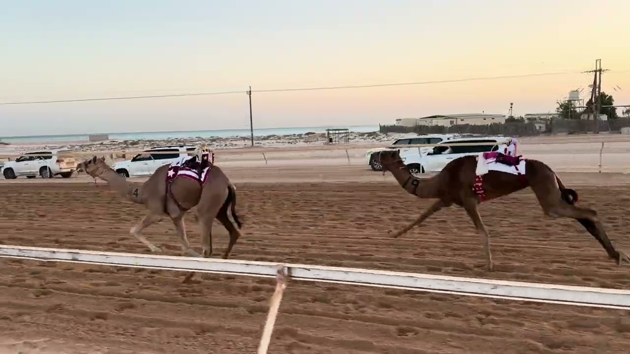🔳الشوط 1 .. ( ابكار)‏🥇 (العفريت) لـ سريو بالصمغه سريو العامري 6:10:29