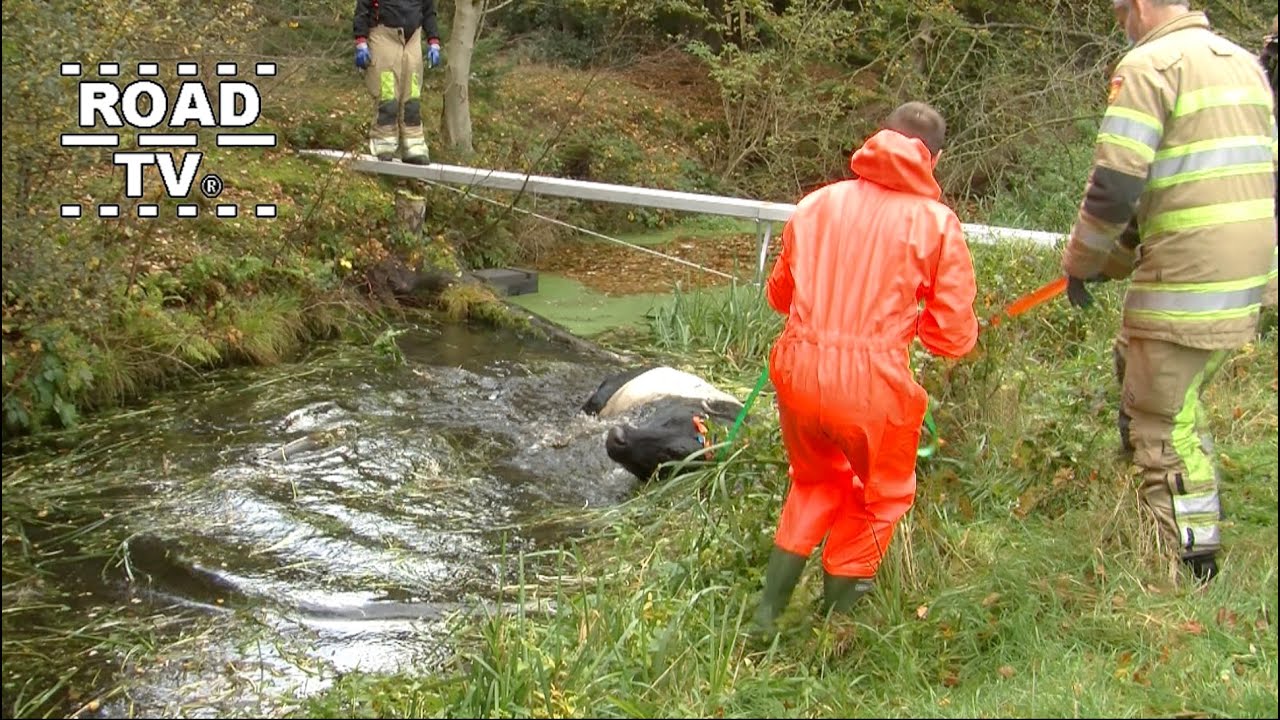 Koe te water In De Bilt 27-10-2020
