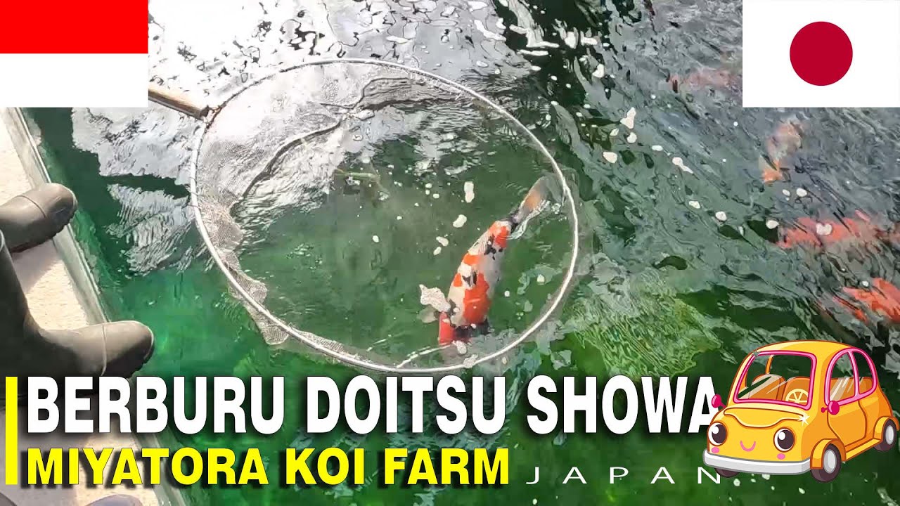 MIYATORA KOI FARM JEPANG vs PAK PINGI BLITAR.