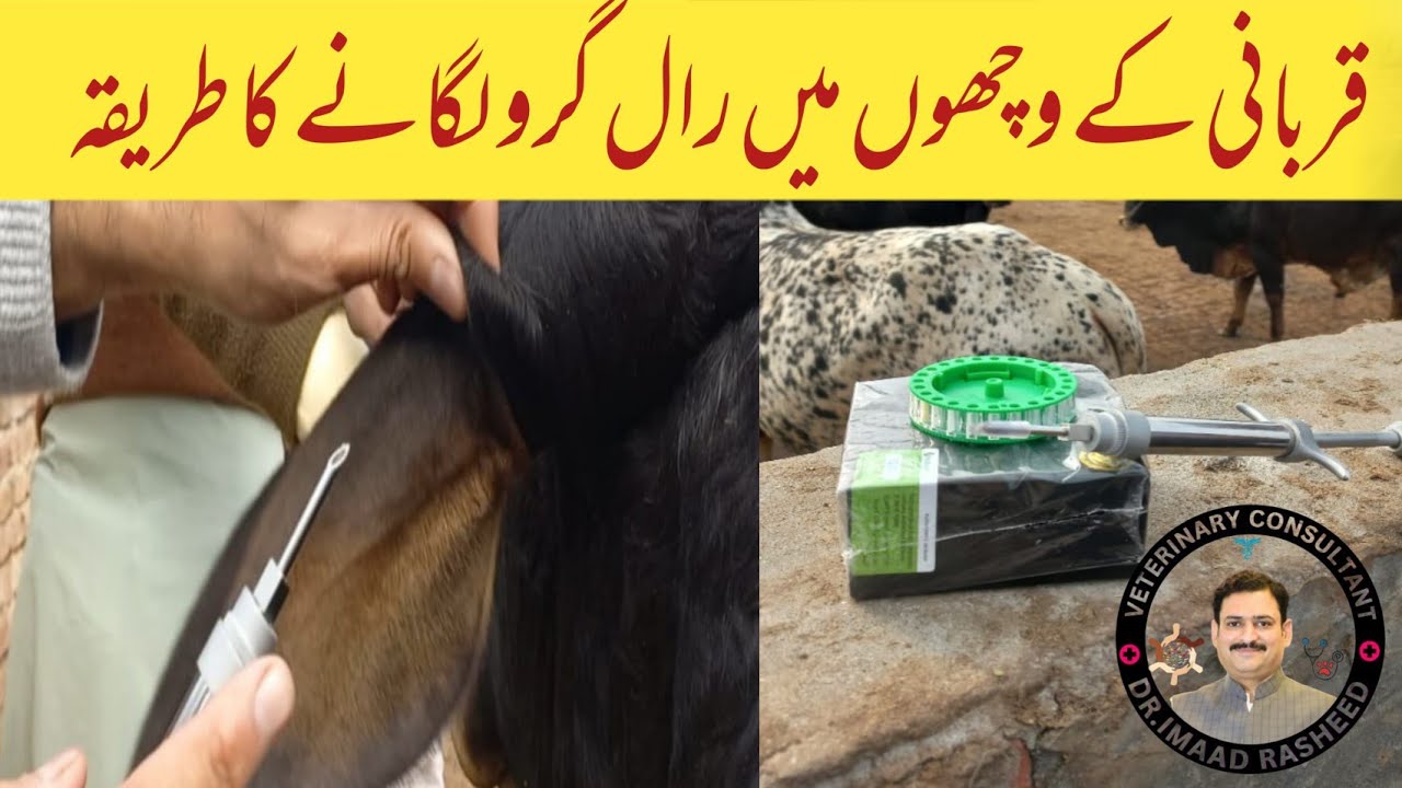 Practical demonstration of Ralgro implant in bulls | How to Weight gain in cow bull | Ralgro implant